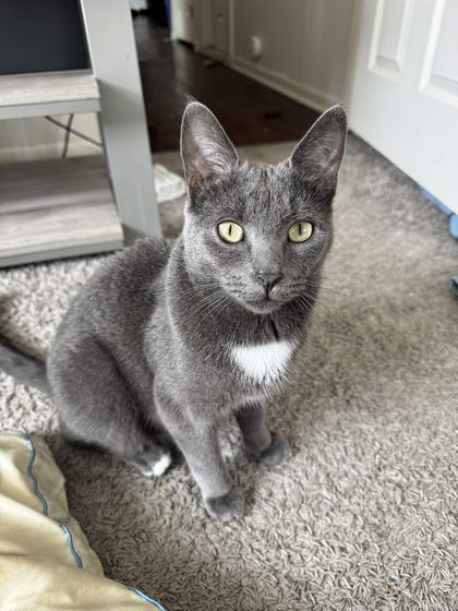 Nutter, a dark grey cat with a white bib, sitting on the carpet looking up
